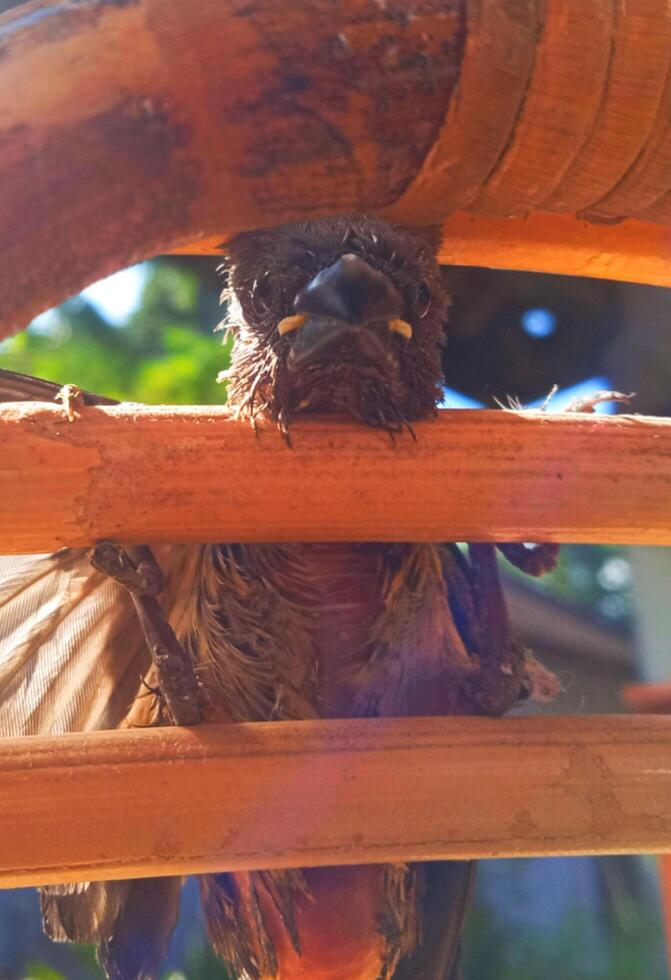 Vorderseite Aussicht von ein gefangen Spatz auf Rattan Stuhl Foto