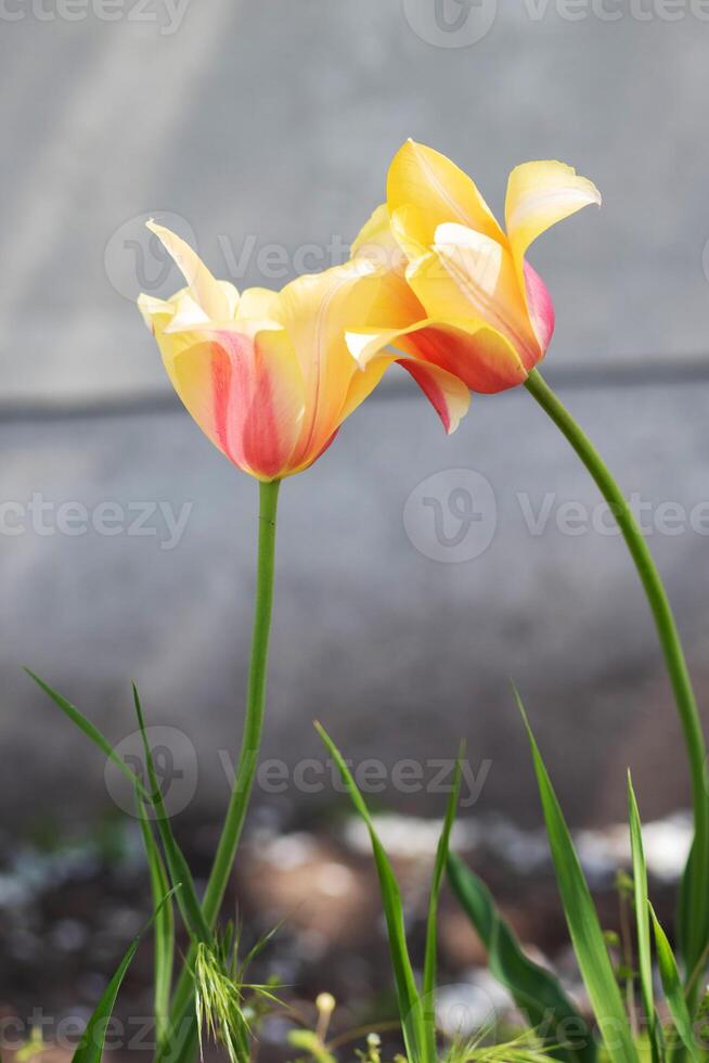 Tulpen im das Frühling Garten Nahansicht. schön hell Tulpen wachsend draußen auf ein sonnig Tag. mehrfarbig Tulpen wachsen im das Garten. foto