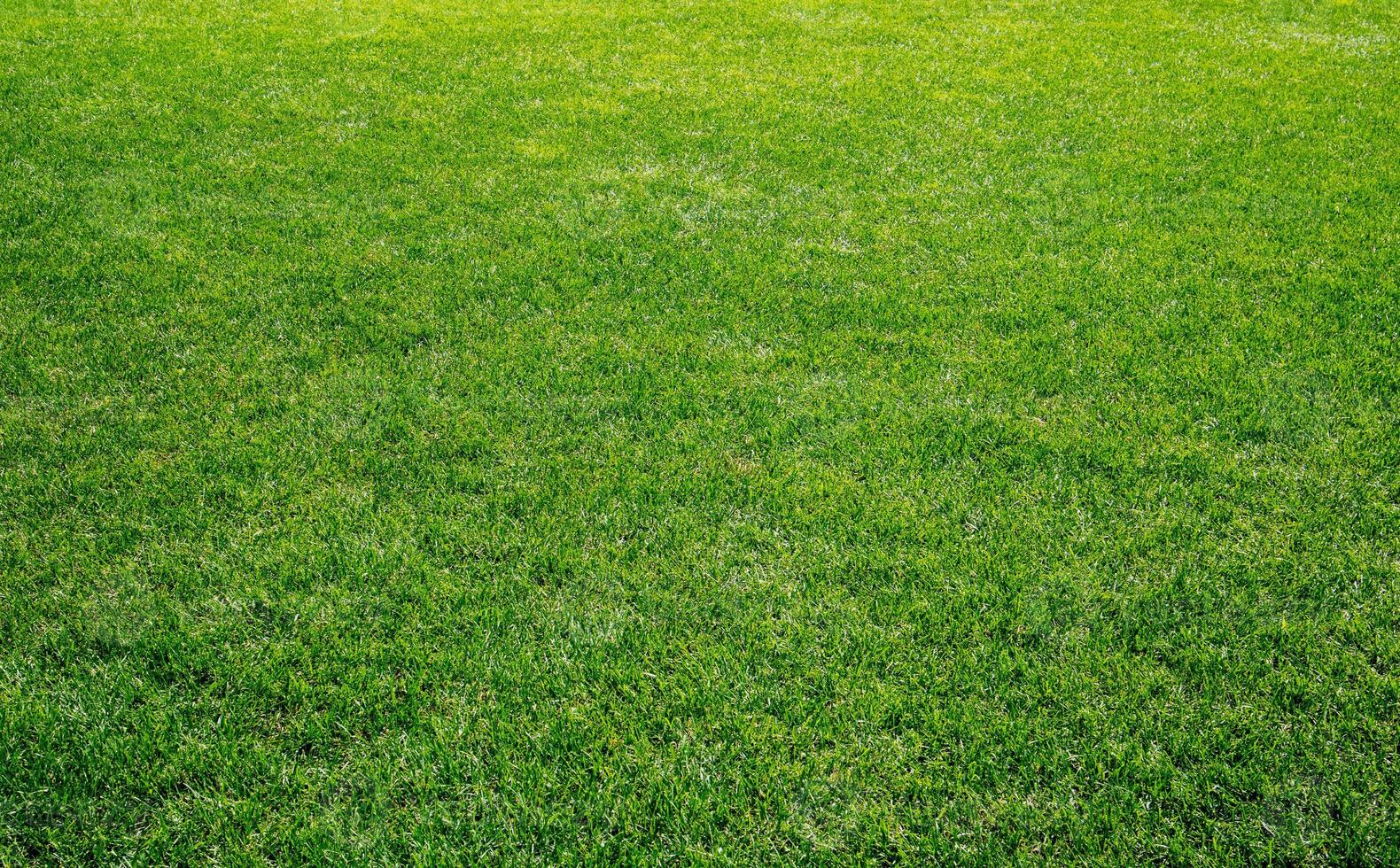 glatt Grün Gras, gepflegt Rasen auf ein sonnig Tag. natürlich Hintergrund von Gelbgrün Gras im das Sonne. Stadion Gras. oben Aussicht von Garten Hintergrund, hell Gras Konzept, Rasen zum Sport Feld. foto