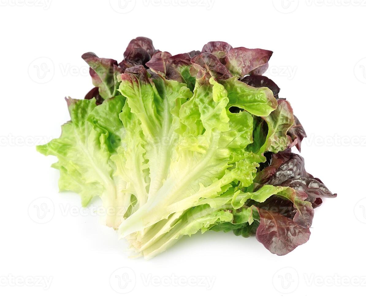 Grüner Salat Salat isoliert auf Weiß Hintergründe foto