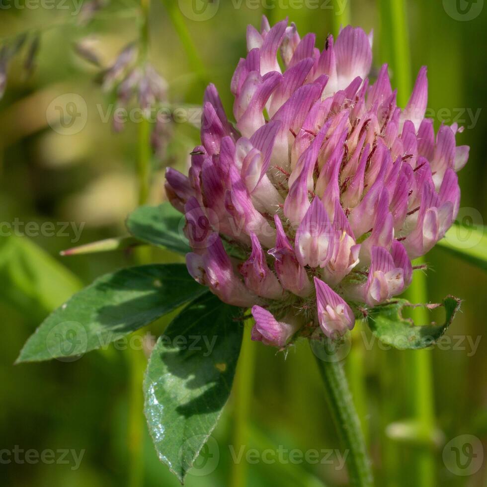 rot Kleeblatt, Trifolium pratense foto