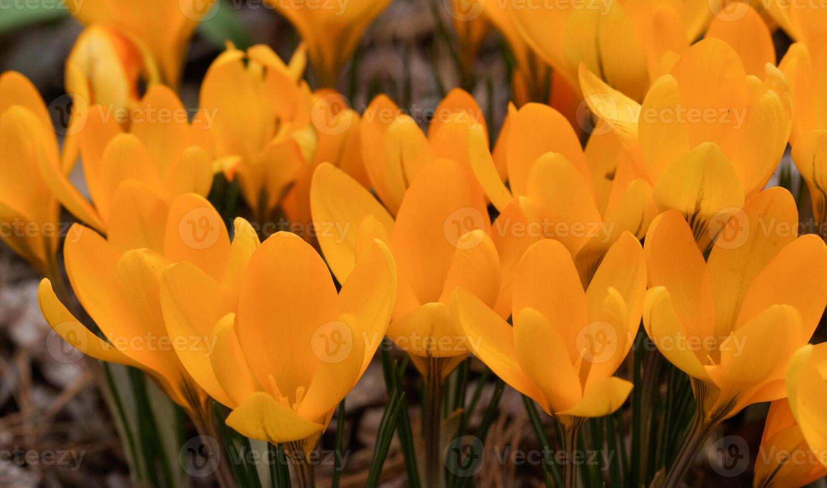 Krokus, Blumen des Frühlings foto