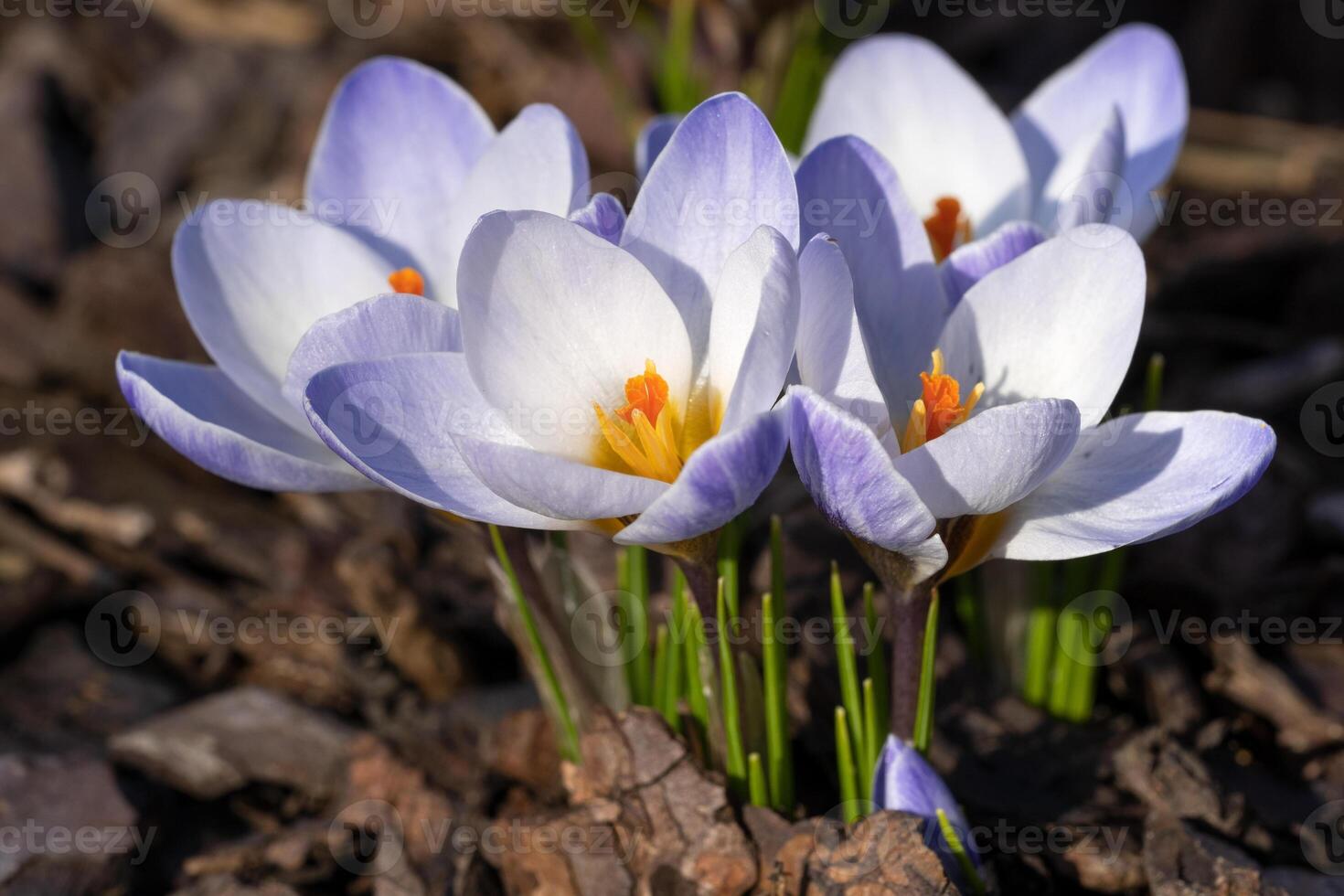 Krokus, Blumen des Frühlings foto