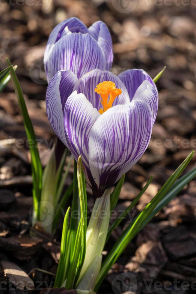 Krokus, Blumen des Frühlings foto