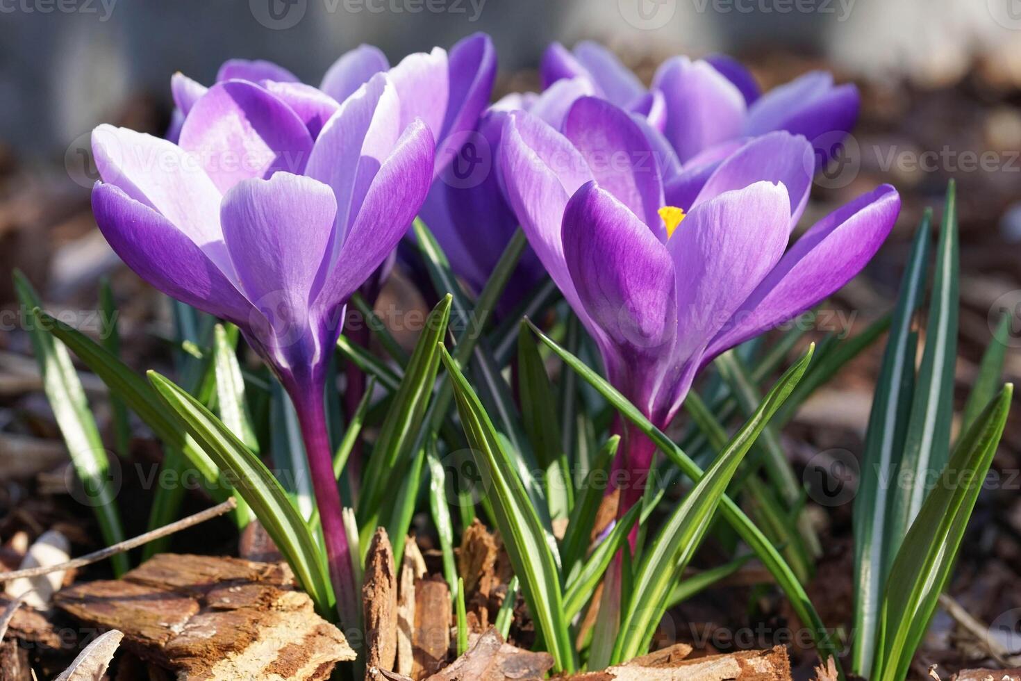 Krokus, Blumen des Frühlings foto