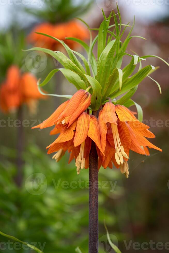 Krone Kaiserliche, Fritillaria imperialis foto