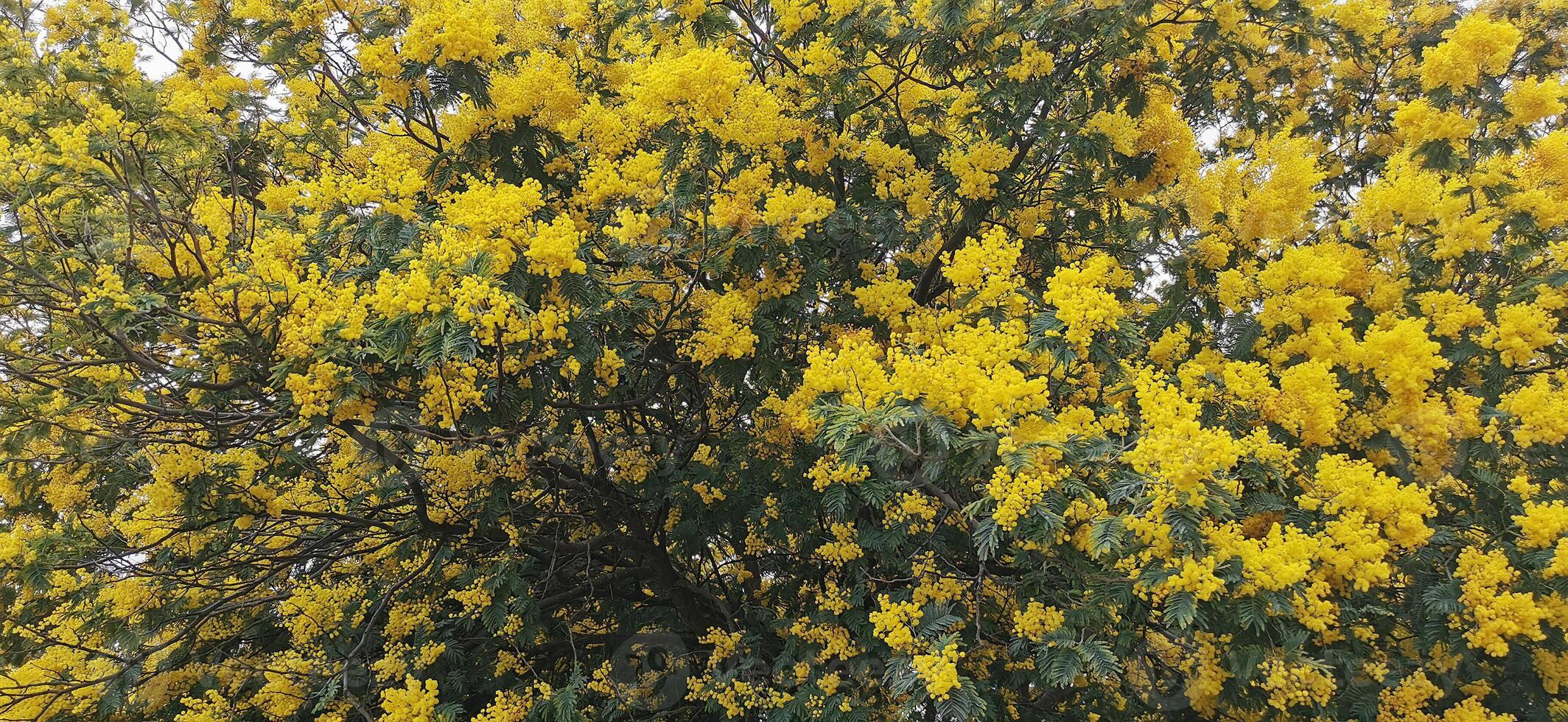 Einzelheiten von Akazie Bäume mit Gelb Blumen auf das Pisten von das Douro Fluss, im nordöstlich Portugal. wunderbar Reise und Natur. foto