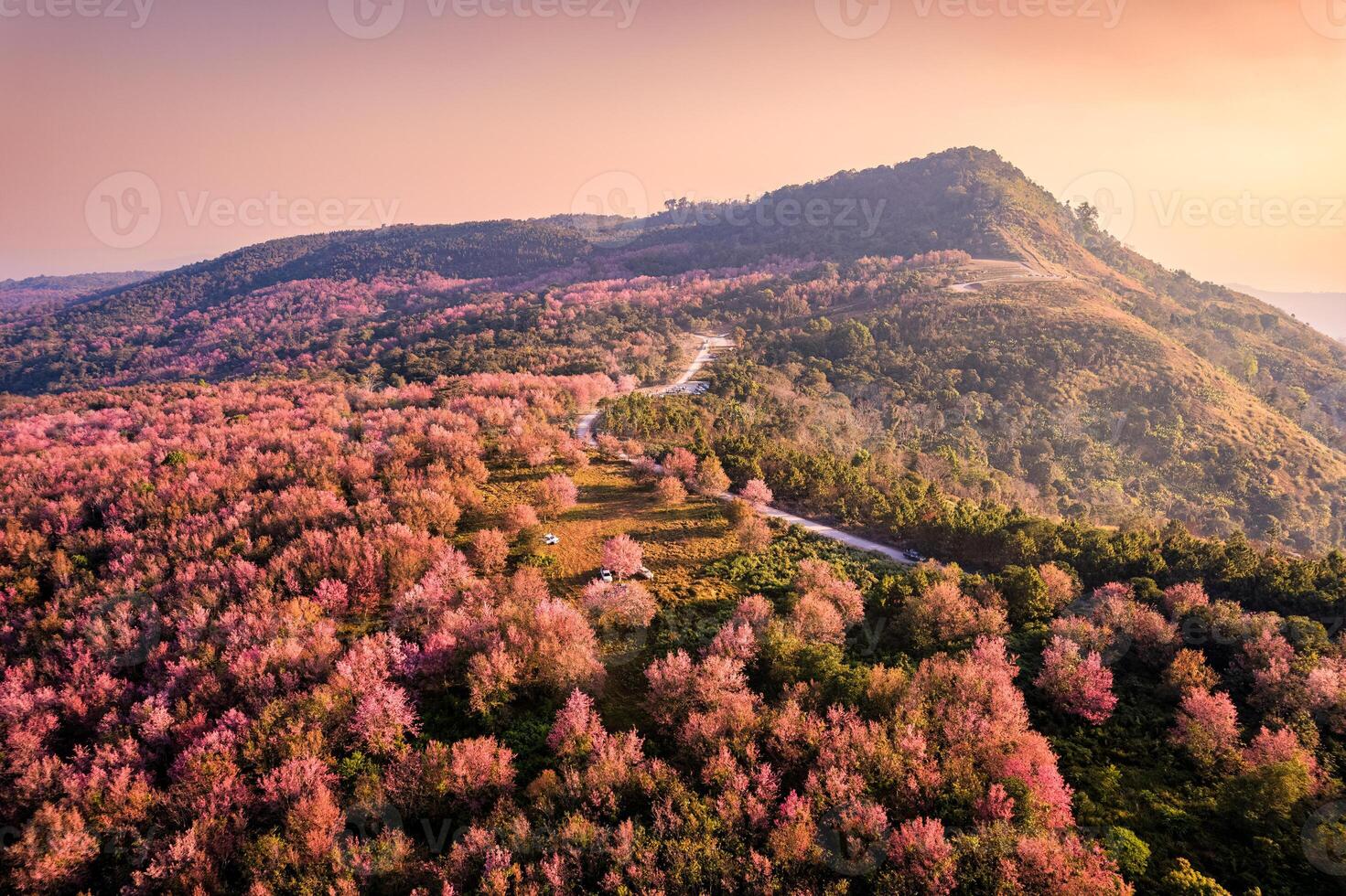 Antenne Aussicht von wild Himalaya Kirsche Wald Blühen auf Berg Hügel und ländlich Straße im das Morgen beim phu lom siehe da, phu hin rong kl National Park foto