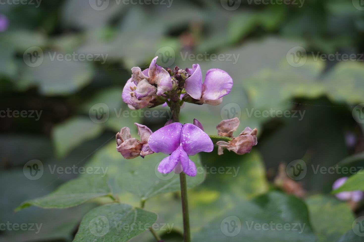 Bohne Blumen und Grün Bohnen foto