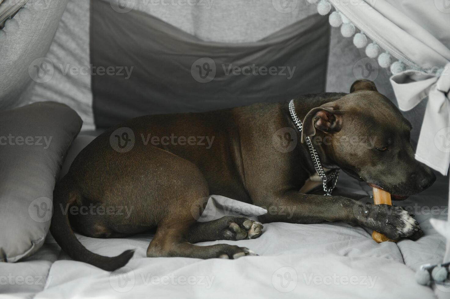 glücklich Hund mit Kauen Knochen im Mund. foto
