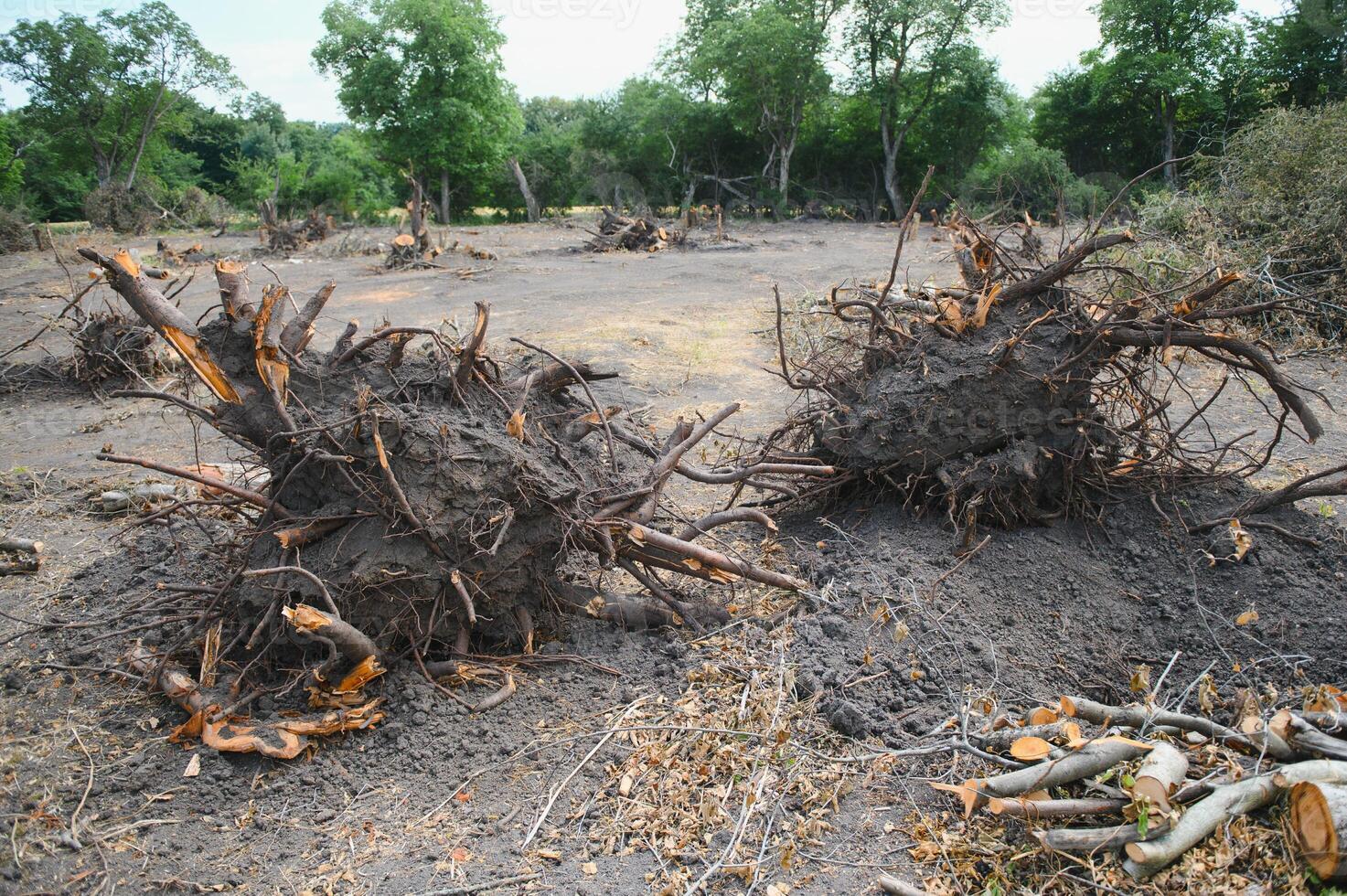 Abholzung, Zerstörung von laubabwerfend Wälder. Beschädigung zu Natur. Europa foto