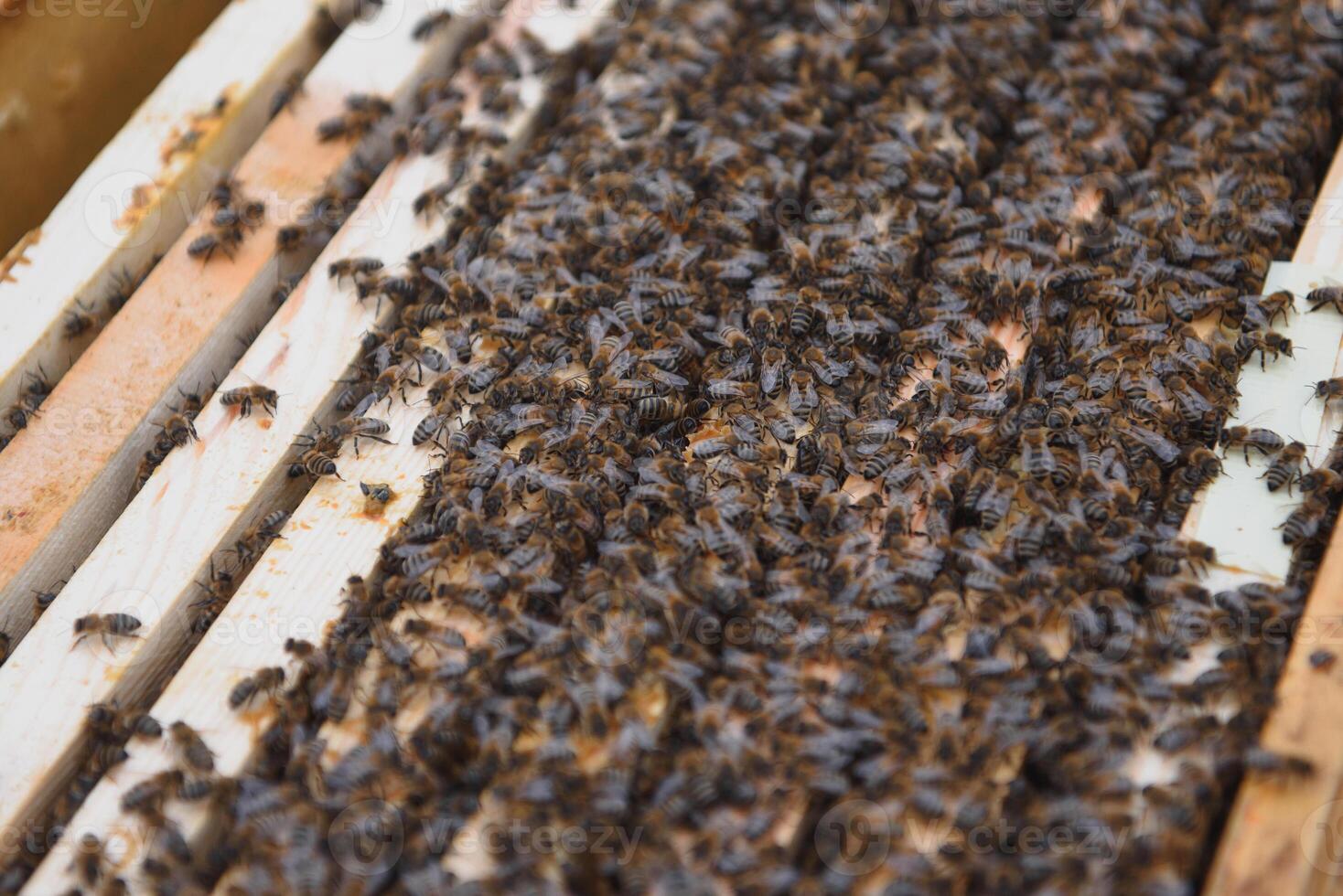 Frames von ein Bienenstock. schließen oben Aussicht von das geöffnet Bienenstock Körper zeigen das Frames besiedelt durch Honig Bienen foto