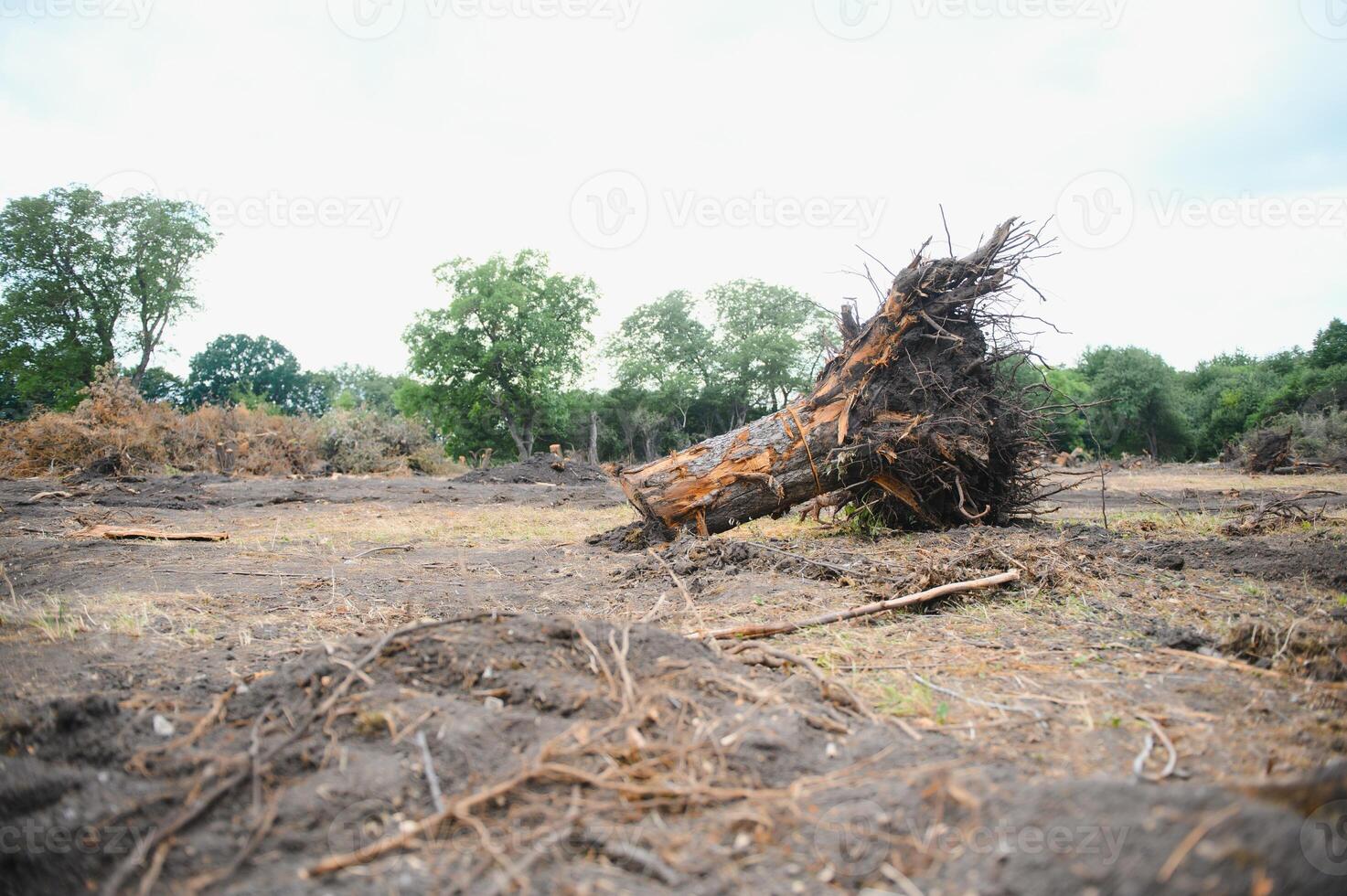 Abholzung Umwelt Problem, Regen Wald zerstört zum Öl Palme Plantagen foto