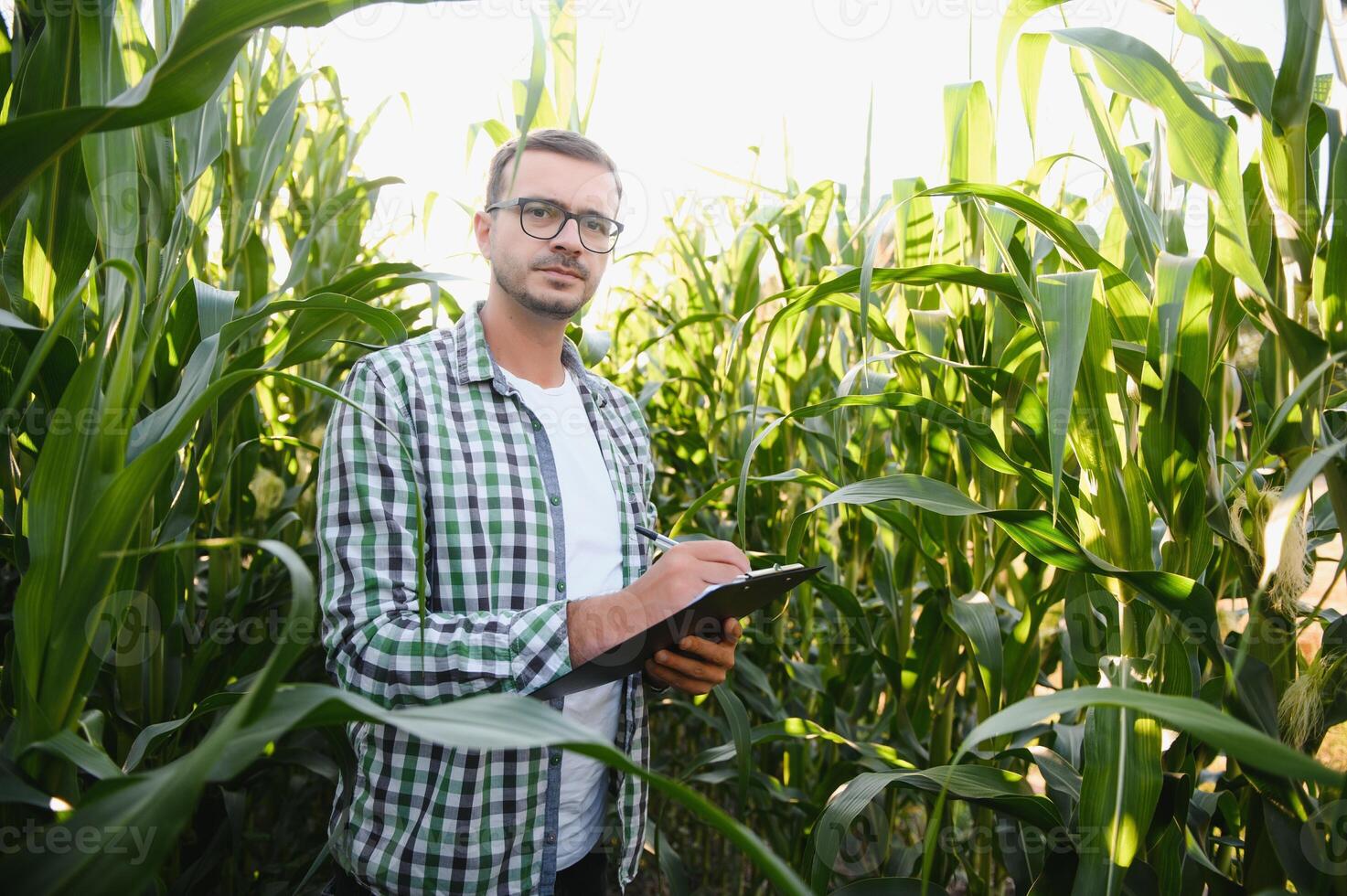 Yong gut aussehend Agronom im das Mais Feld und Prüfung Pflanzen Vor Ernte. Landwirtschaft Konzept. landwirtschaftlich Ingenieur Stehen im ein Mais Feld. foto