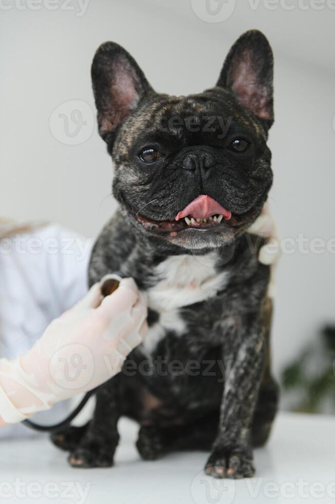 Veterinär durch Hören zu ein Französisch Bulldogge Hund im seine Klinik foto