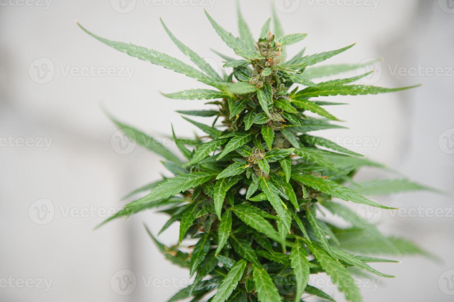 Hanf Marihuana Blume Innen- wachsend. Zuhause Cannabis wachsen Betrieb. wachsen legal Freizeit Marihuana. Pflanzen Cannabis. foto