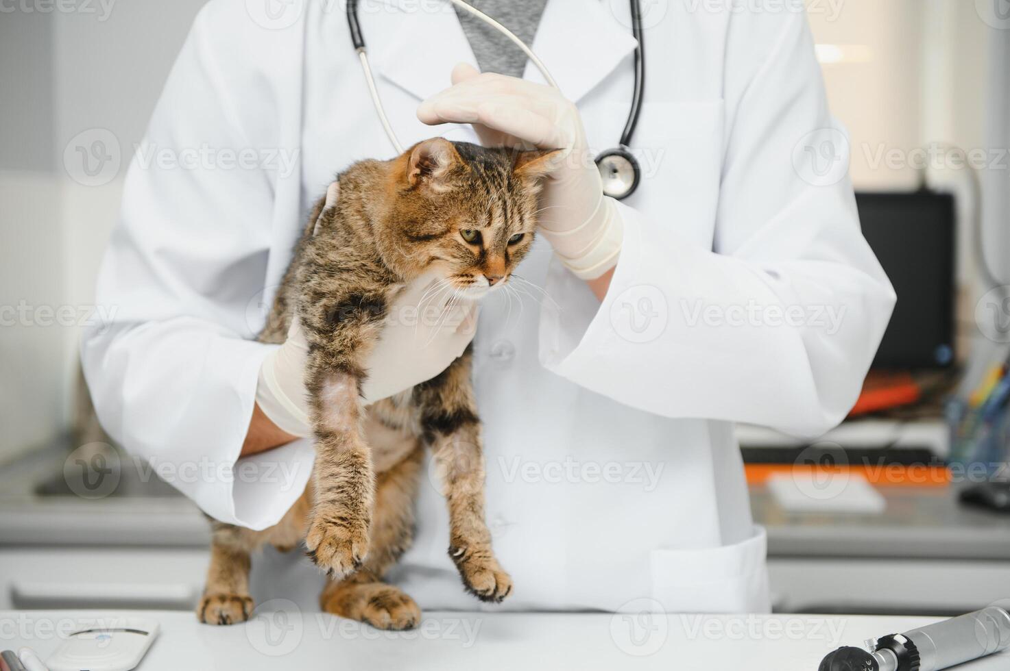 männlich Arzt, Tierarzt, mit ein Stethoskop im Veterinär Klinik führt Untersuchung und medizinisch Untersuchung von inländisch Katze, Konzept von medizinisch Veterinär Pflege, Haustier Gesundheit. foto