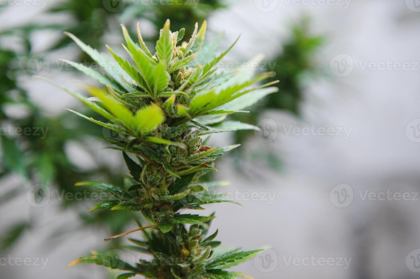 Cannabis, Marihuana Pflanze. wachsend Marihuana beim Zuhause zum medizinisch Zwecke foto