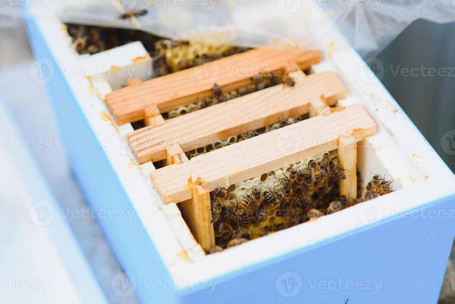 Imker halten ein klein Kern mit ein jung Königin Biene. Zucht von Königin Bienen. Bienenlöcher mit Waben. Vorbereitung zum künstlich Besamung Bienen. natürlich Wirtschaft. Königin Biene Käfige foto