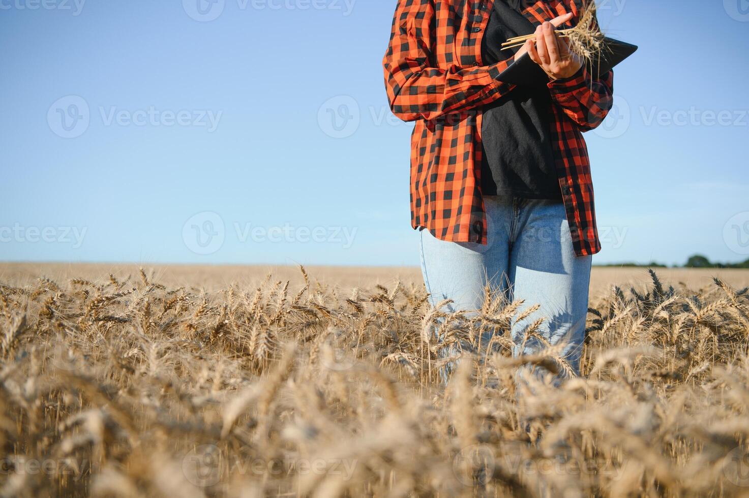 ein Frau Farmer untersucht das Feld von Getreide und sendet Daten zu das Wolke von das Tablette. Clever Landwirtschaft und Digital Landwirtschaft foto