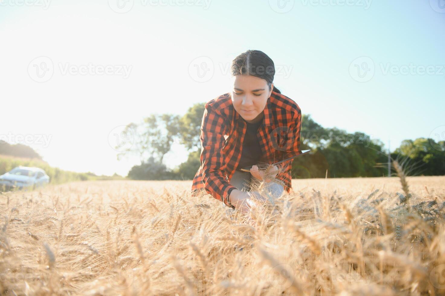 ein Frau Farmer untersucht das Feld von Getreide und sendet Daten zu das Wolke von das Tablette. Clever Landwirtschaft und Digital Landwirtschaft foto