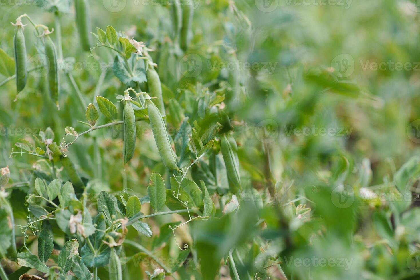 Erbsen wachsen auf dem Bauernhof foto