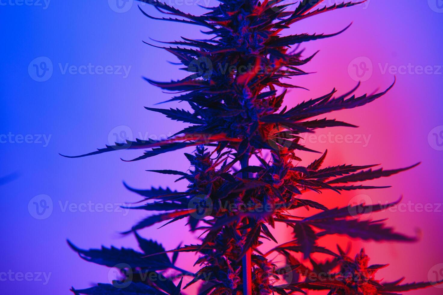 Cannabis Marihuana Pflanze im Dampfwelle tief lila Neon- Stil. medizinisch Pflanze von Cannabis oder Hanf mit blühen Knospen und ultraviolett Licht. Blühen vegetativ Busch mit Kristall Trichome foto