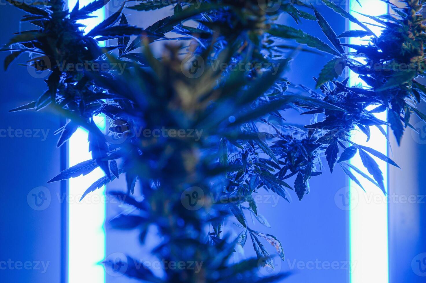 Cannabis Marihuana Pflanze im Dampfwelle tief lila Neon- Stil. medizinisch Pflanze von Cannabis oder Hanf mit blühen Knospen und ultraviolett Licht. Blühen vegetativ Busch mit Kristall Trichome foto