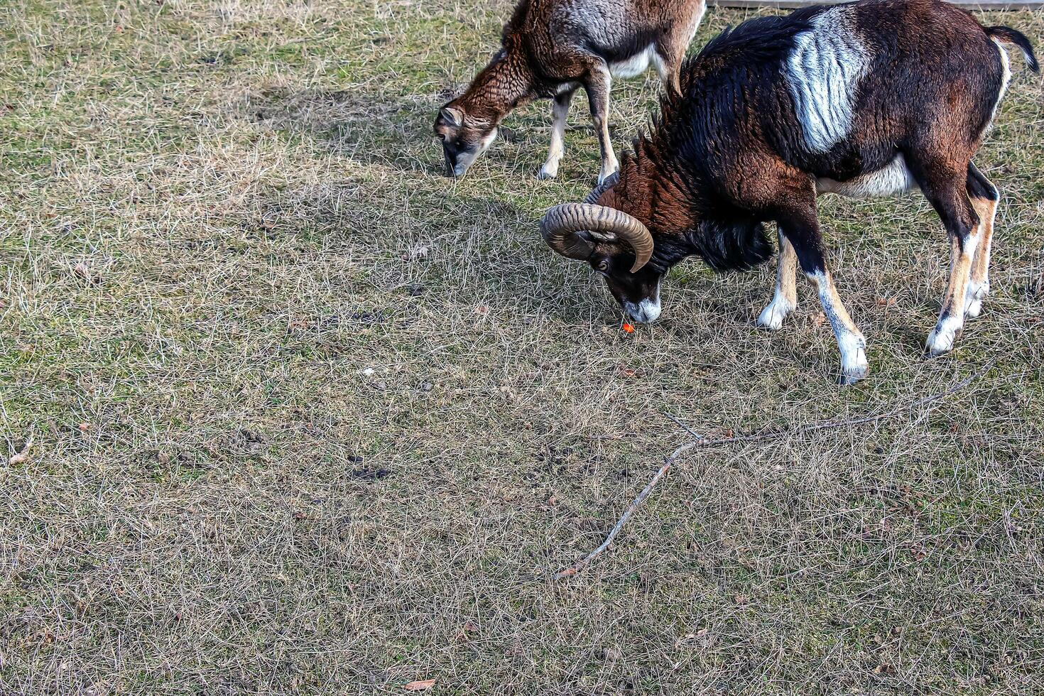 europäisch Mufflon ovis orientalis im das Kindergarten von das landwirtschaftlich Universität im Nitra, Slowakei. foto