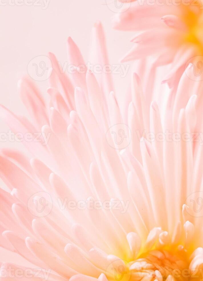 Makro Foto von blass Rosa Chrysantheme. Blumen- Hintergrund