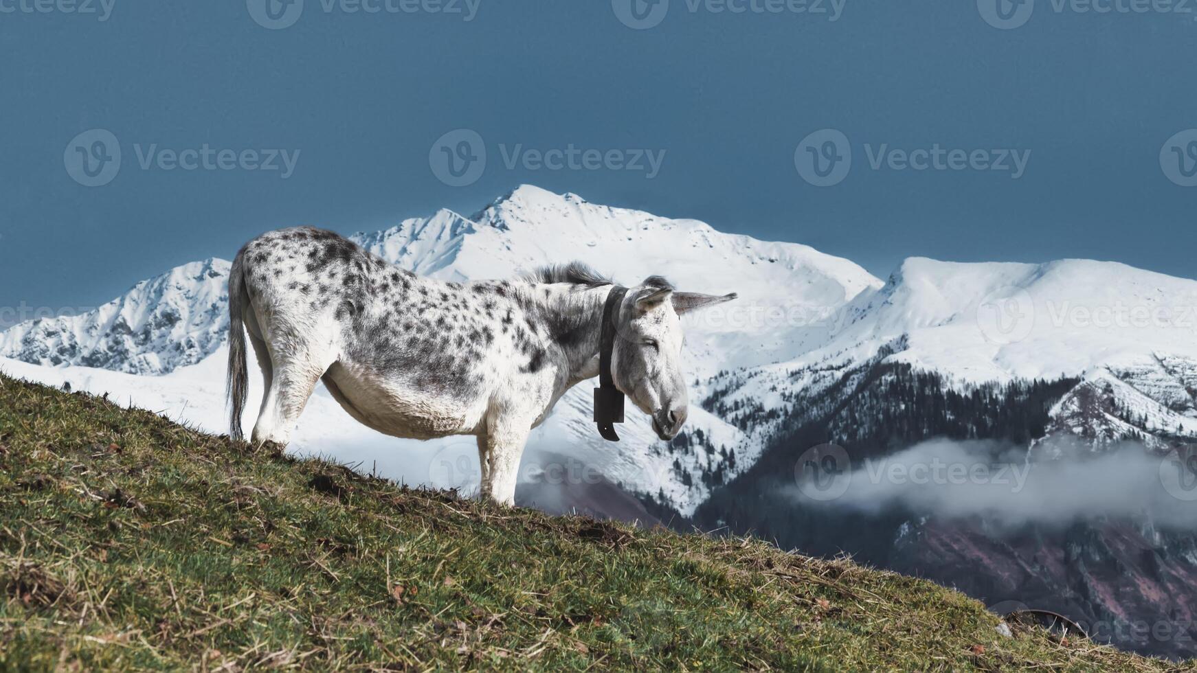 ein Weiß Maultier mit schwarz Flecken im das Berge foto