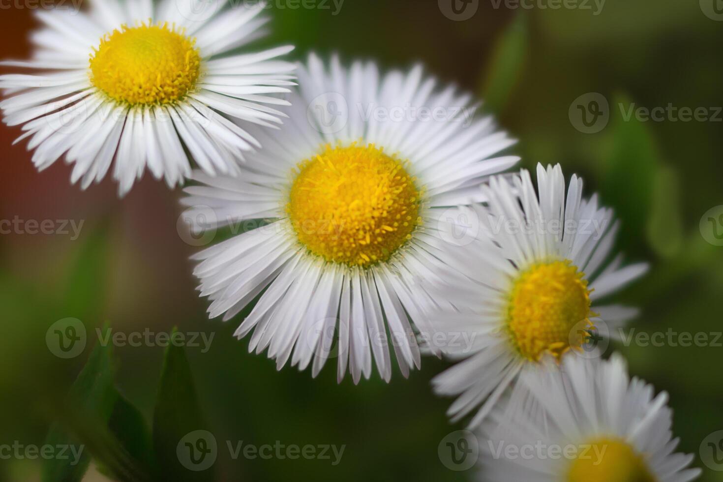 Nahansicht von Weiß defokussiert Kamille Blume. medizinisch Gänseblümchen auf Grün Hintergrund foto