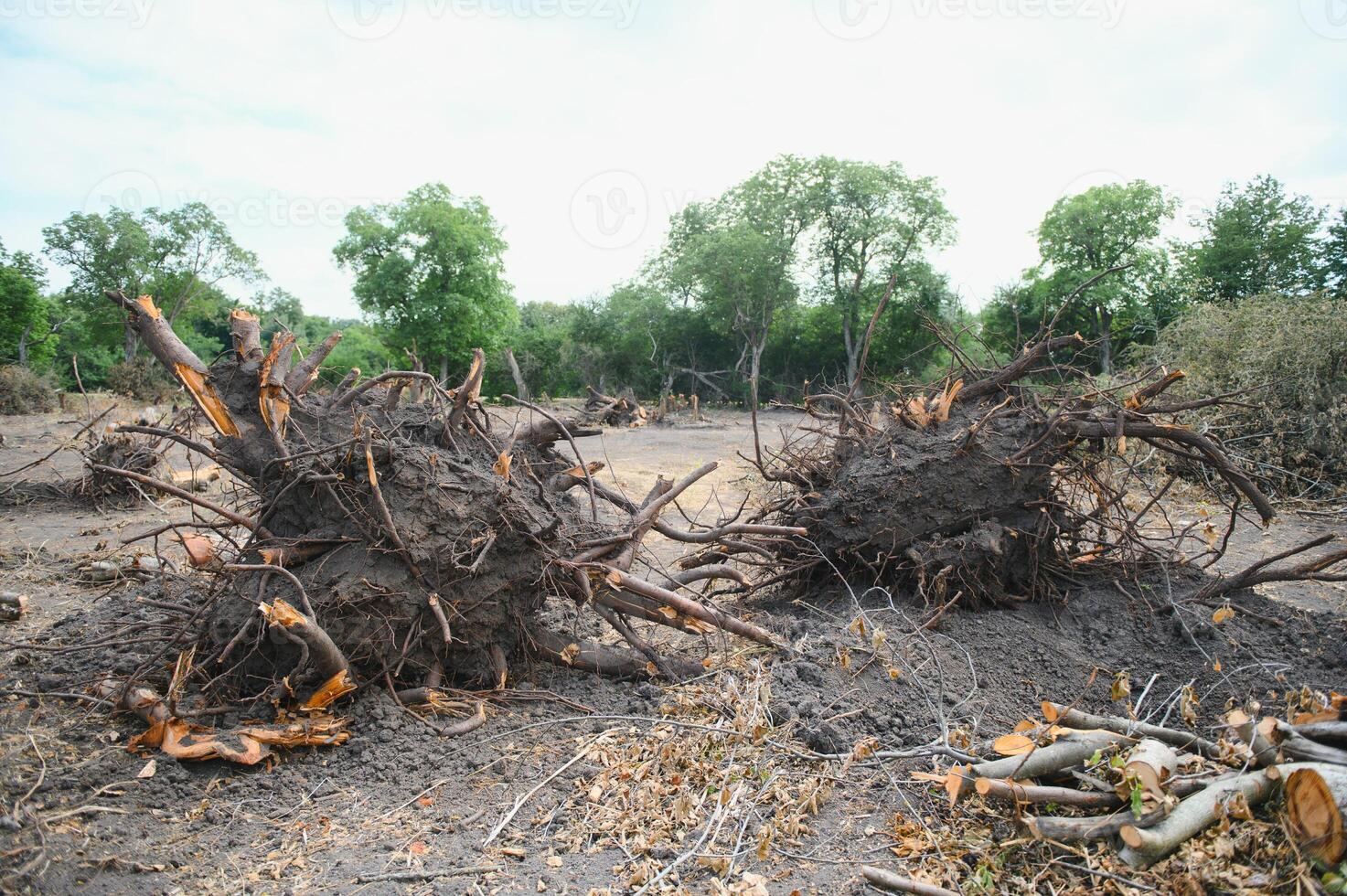 Abholzung Umwelt Problem, Regen Wald zerstört zum Öl Palme Plantagen foto