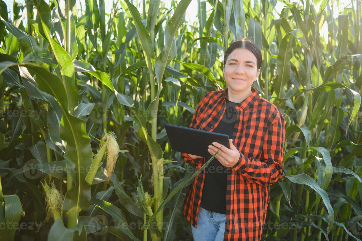 Clever Frau Farmer Agronom mit Digital Tablette zum Prüfung und inspizieren Qualität Steuerung von produzieren Mais Ernte. modern Technologien im Landwirtschaft Verwaltung und Landwirtschaft. foto