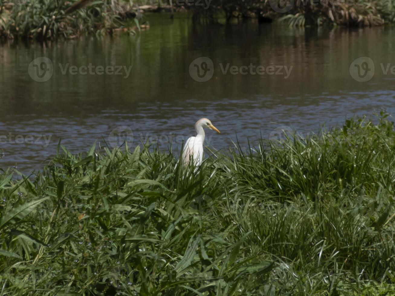Weiß Fluss Vogel, großartig Reiher anmutig bewohnen das heiter Wald, Hinzufügen ein berühren von Ruhe und natürlich Schönheit zu das üppig Grün Umfeld foto
