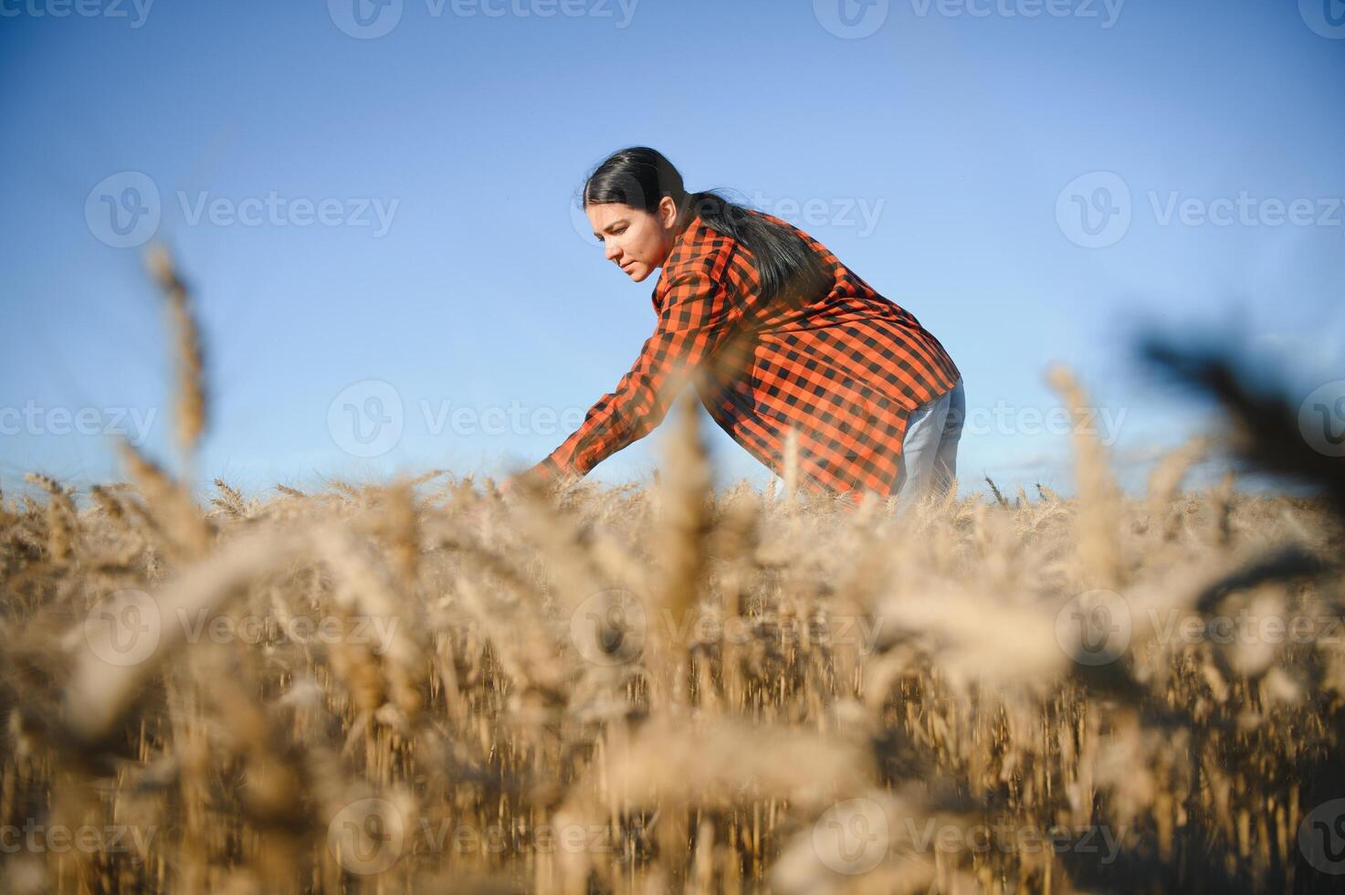 Frau Farmer Agronom Arbeiten im Korn Feld und Planung Einkommen von Ernte. weiblich Prüfung und Überprüfung Qualität Steuerung von produzieren Weizen Ernte. Landwirtschaft Verwaltung und Landwirtschaft foto