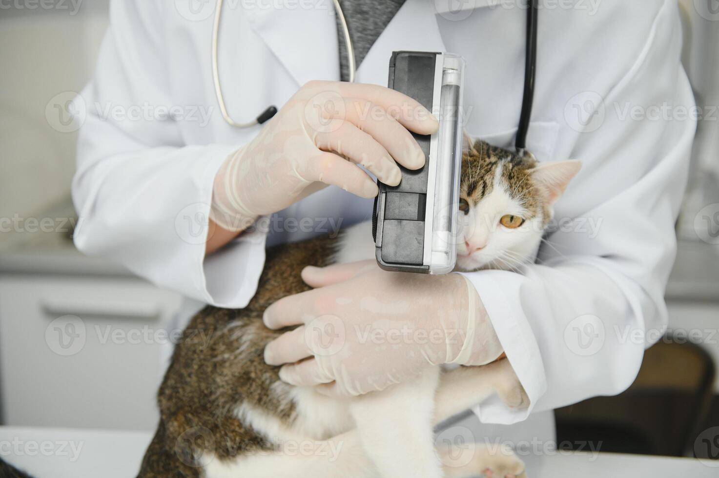 männlich Arzt, Tierarzt, mit ein Stethoskop im Veterinär Klinik führt Untersuchung und medizinisch Untersuchung von inländisch Katze, Konzept von medizinisch Veterinär Pflege, Haustier Gesundheit. foto