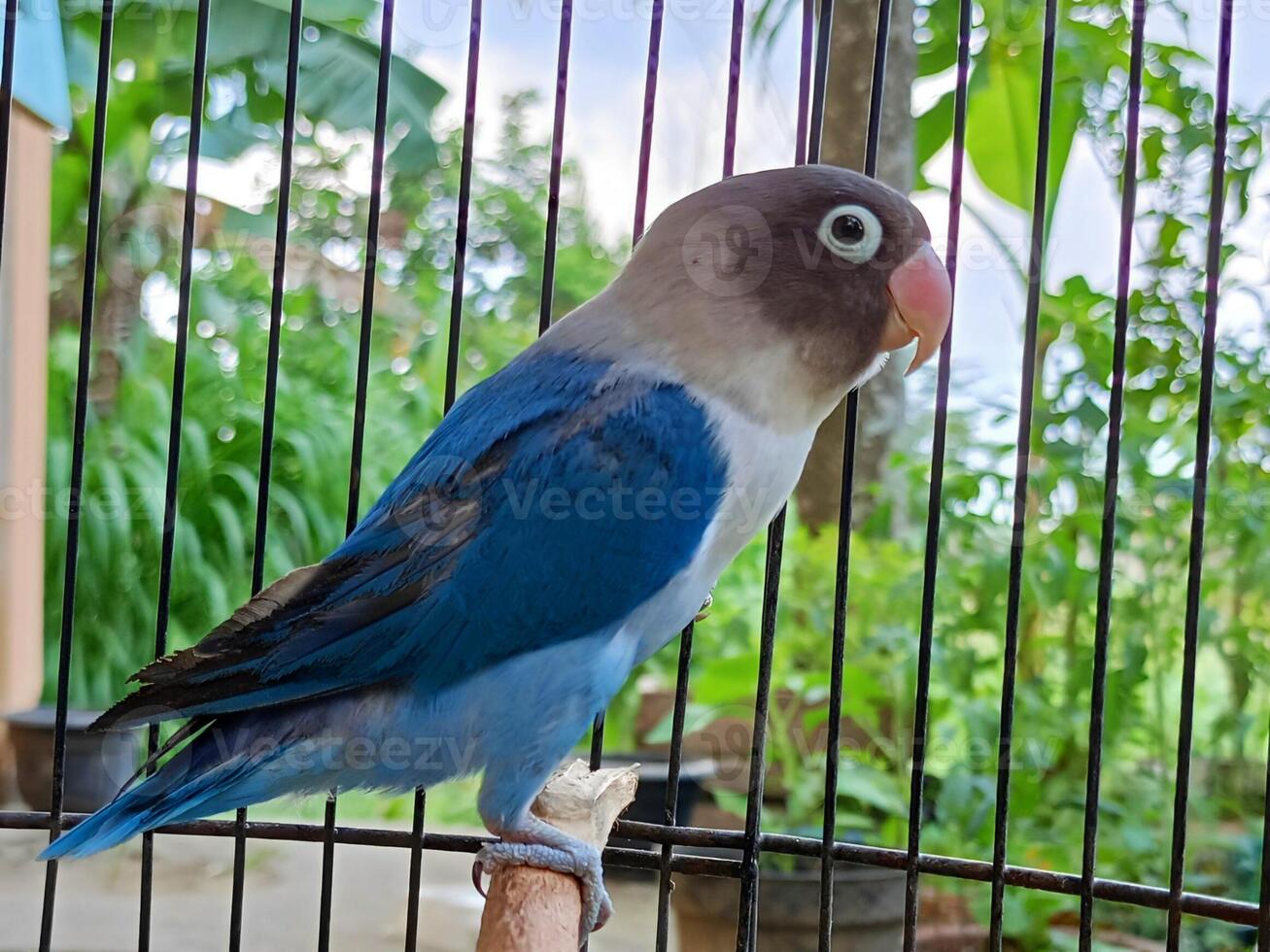 Lovebirds im ein Käfig mit hell Farben und schön Gefieder. Foto Konzepte eine solche wie Illustrationen, und Beförderung von Haustier Vögel