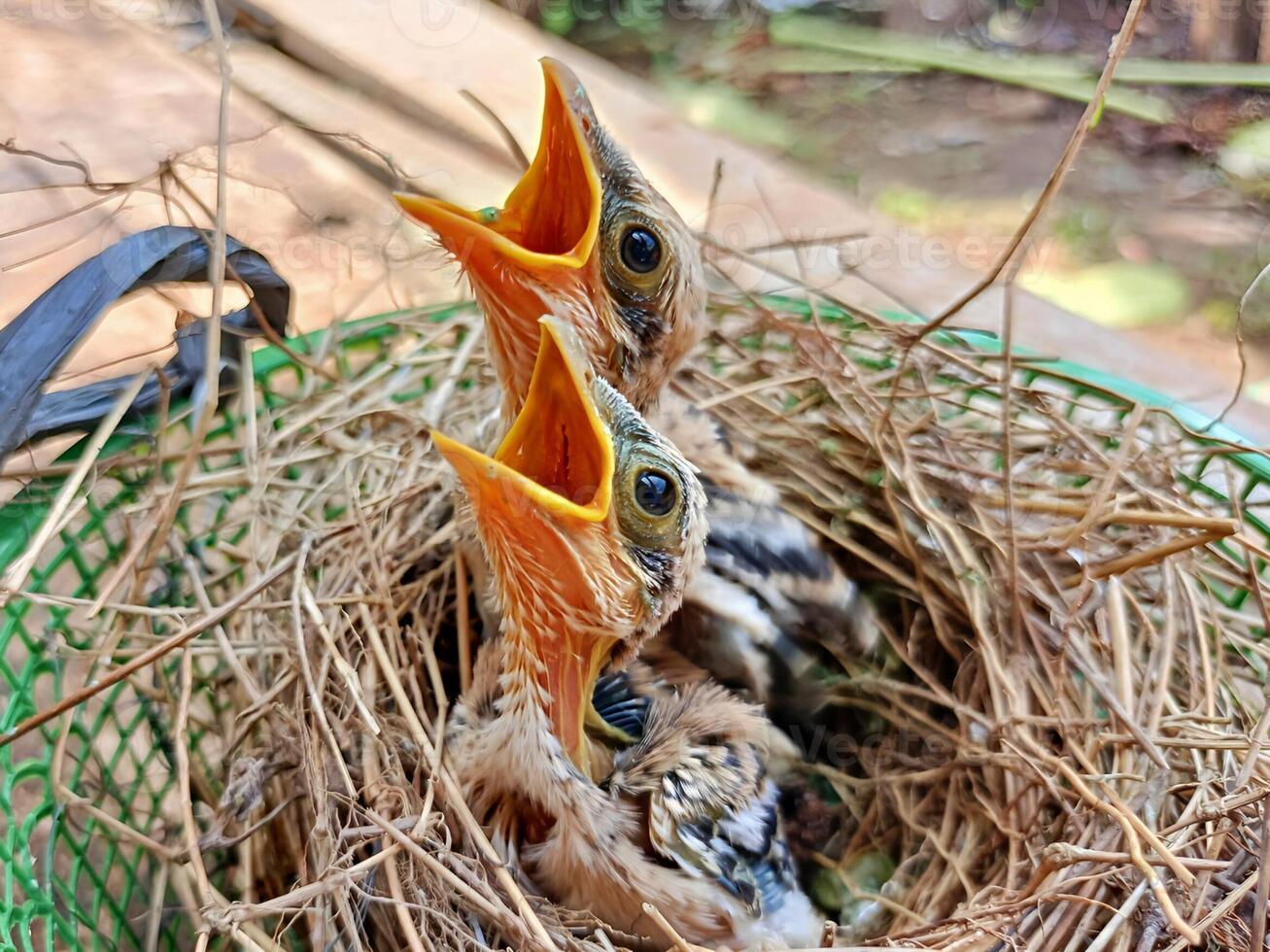 zwei Baby Vögel mit ihr Münder öffnen gegenüber nach oben sind warten zum Essen foto