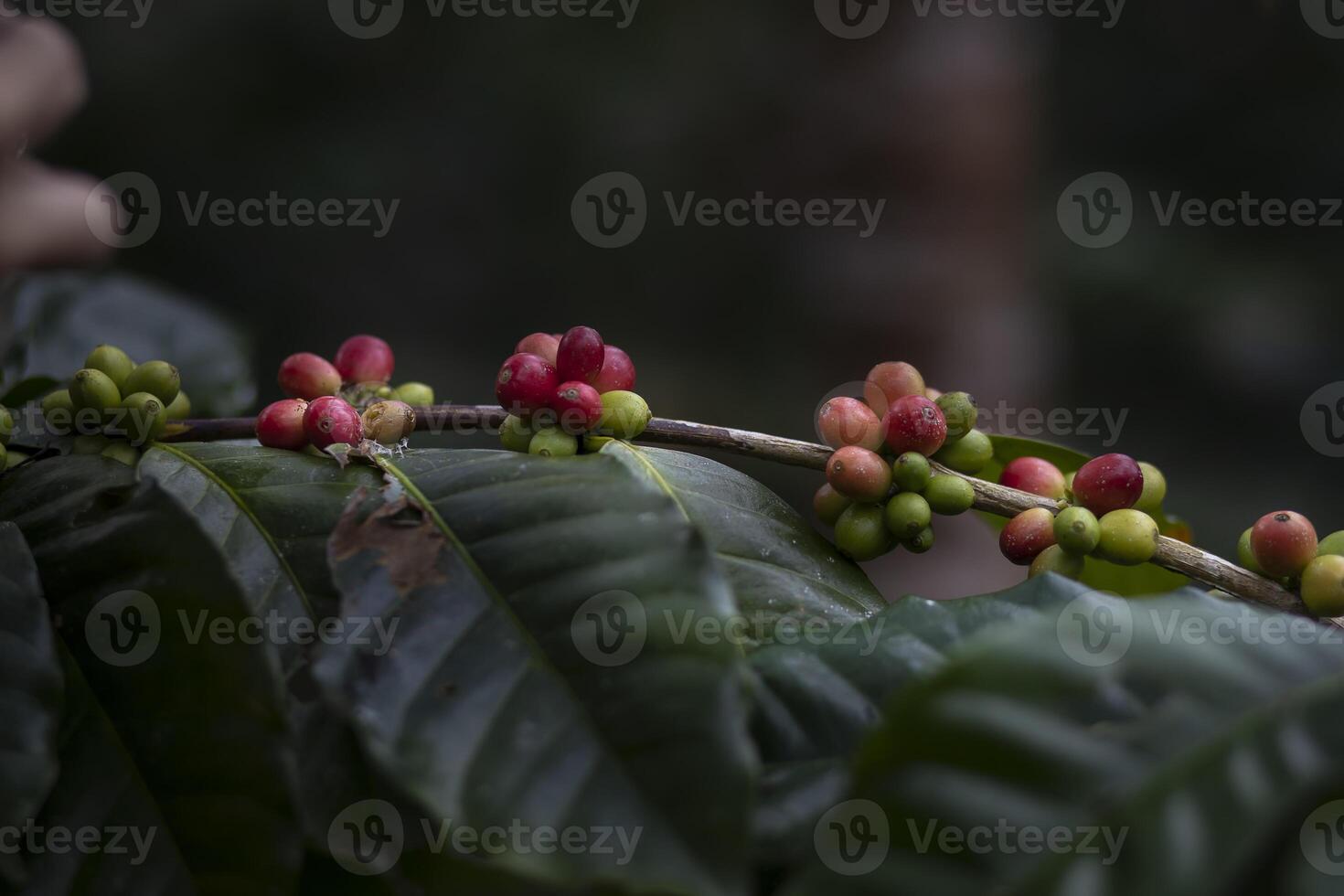 Kaffee Farmer pflücken reif Kirsche Bohnen foto