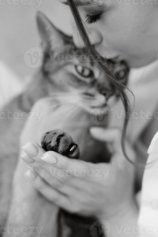 braun Abessinier Katze Theaterstücke foto