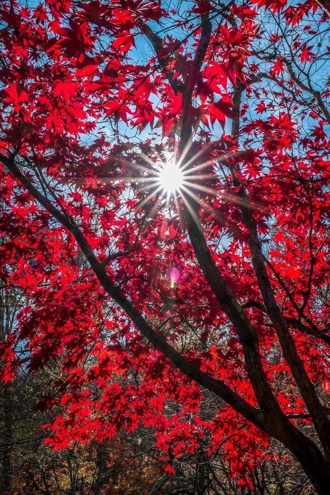 Sonnenlicht spähen durch das Baum foto