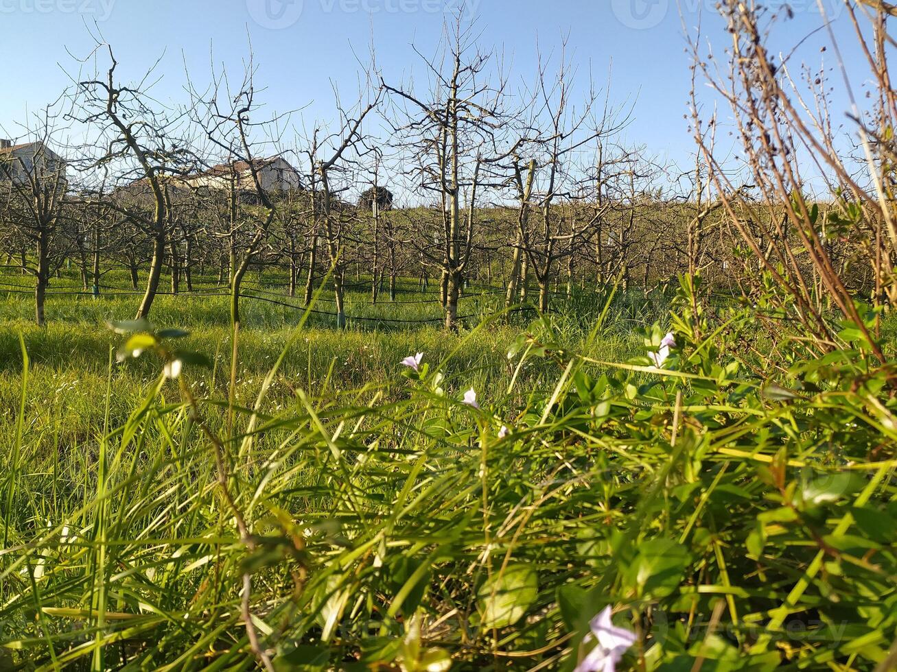 Frühling Natur, frisch Grün und Strom. schön Natur im das Park. foto