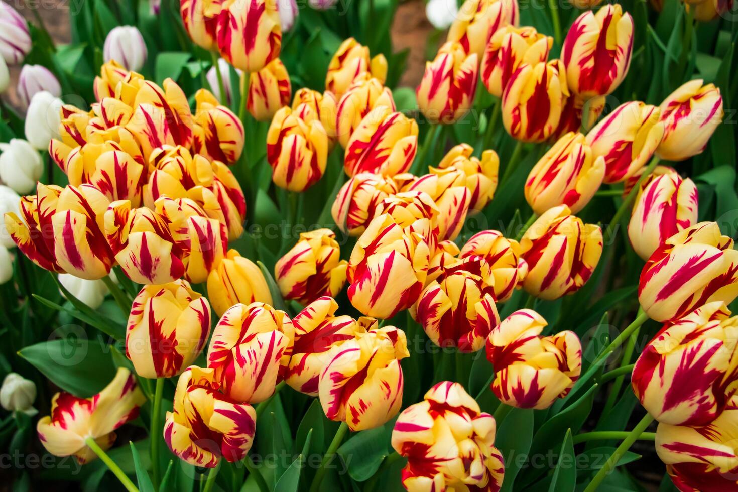 bunte frische tulpen im park. Frühlingstulpenfest. helle Blumen. foto