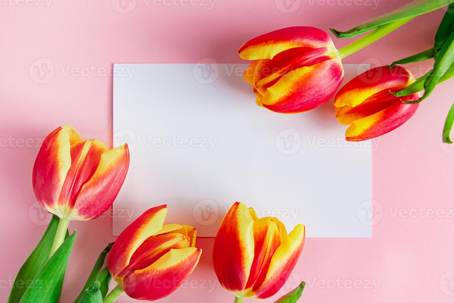 zart Tulpen und Gruß Karte auf Rosa Hintergrund. Frühling Konzept. glücklich Ostern. foto