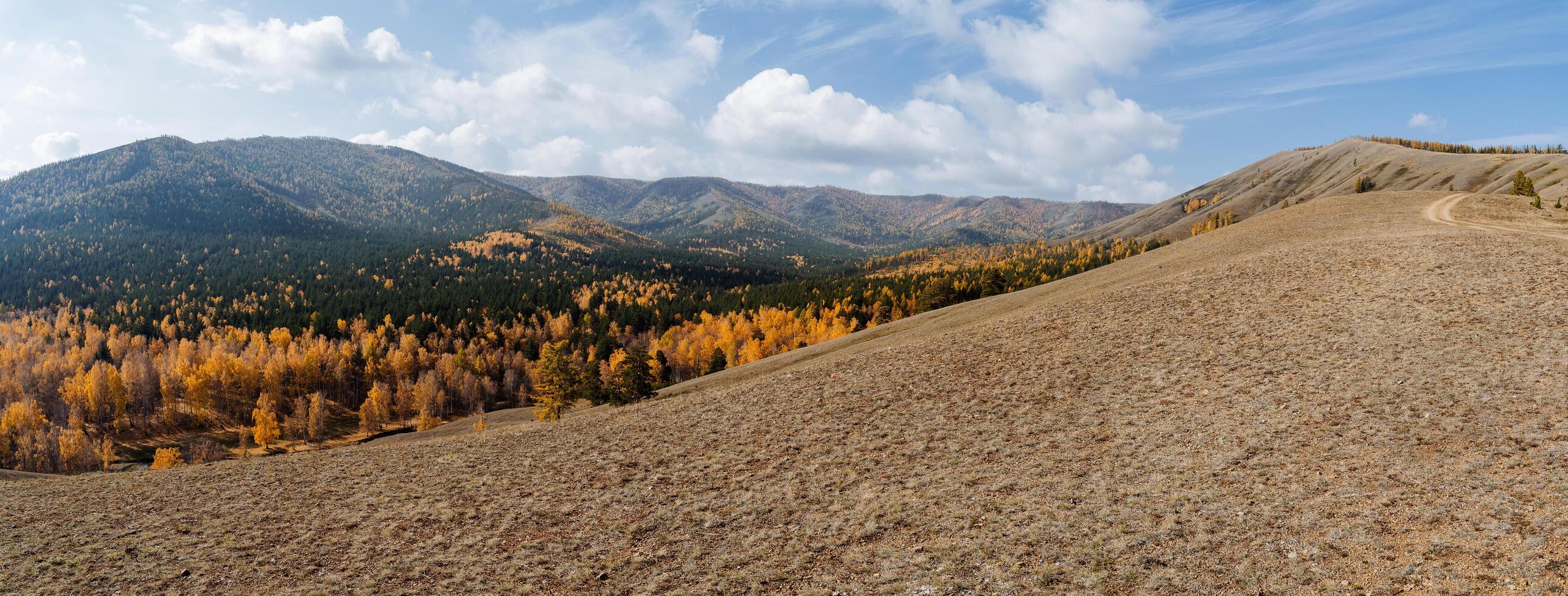 Panorama- Aussicht von das Berg Angebot mit ein Wicklung Straße voraus, im das Senke erstreckt sich ein golden Herbst Wald von Fichten, Kiefern. klar und hell Himmel mit Weiß Wolken, sonnig Tag im das Berge, foto