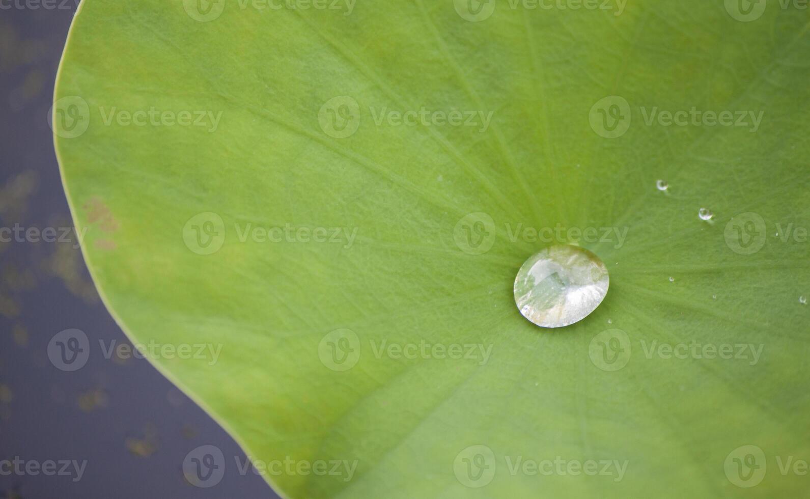 Wasser auf ein Lotus Blatt foto