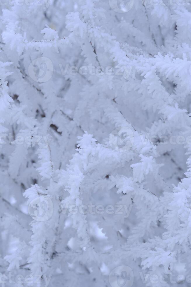 Geäst Baum sind bedeckt mit Schnee Kristalle und Frost nach stark Winter Frost. foto