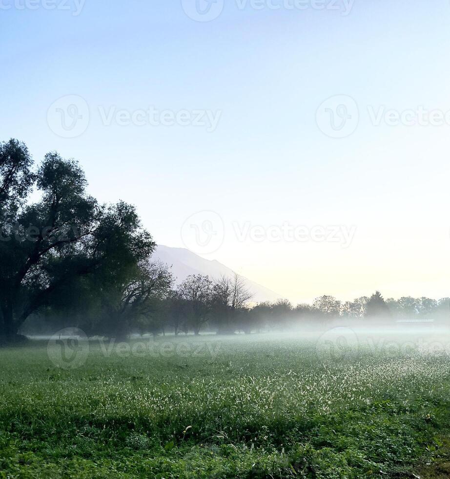 ein Feld mit Gras und Bäume im das Morgen foto