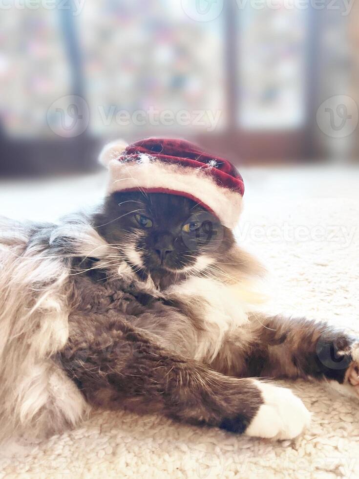 ein Katze tragen ein Santa Hut Verlegung auf das Fußboden foto